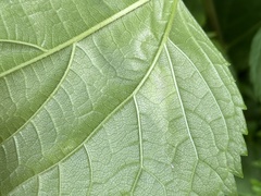Calycomyza eupatoriphaga