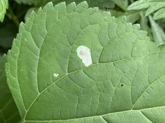 Calycomyza eupatoriphaga