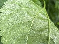 Calycomyza eupatoriphaga