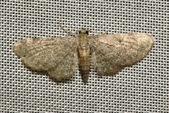 Eupithecia haworthiata