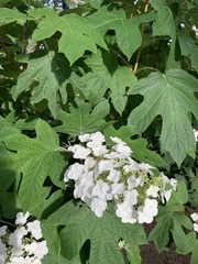Hydrangea quercifolia