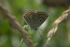 Polyommatus icarus