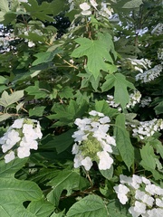 Hydrangea quercifolia