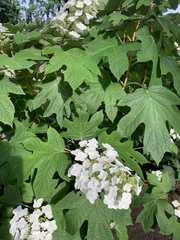 Hydrangea quercifolia