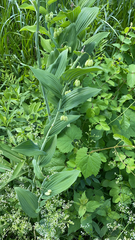 Polygonatum biflorum
