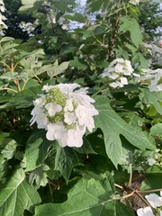 Hydrangea quercifolia