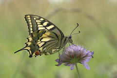 Papilio machaon