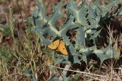 Heliothea discoidaria