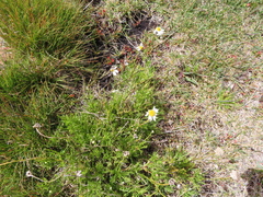 Lasiospermum bipinnatum