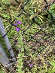 Triodanis perfoliata