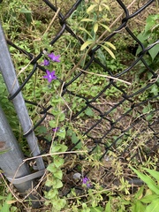 Triodanis perfoliata