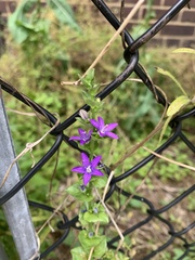 Triodanis perfoliata