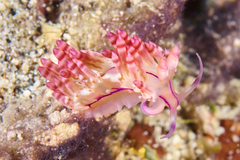 Coryphellina flamma