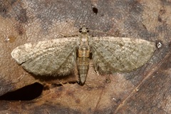 Eupithecia haworthiata