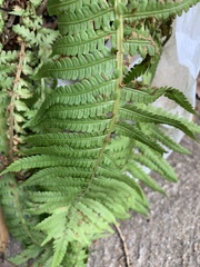 Deparia acrostichoides