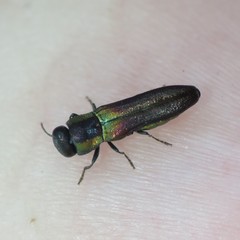 Agrilaxia arizonae