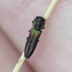 Agrilaxia arizonae