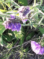 Vicia cracca