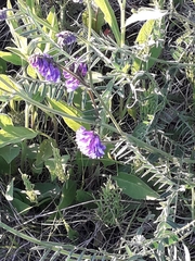 Vicia cracca