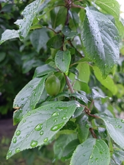 Prunus cerasifera
