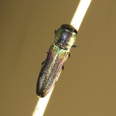 Agrilaxia arizonae