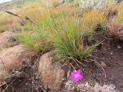 Dianthus basuticus basuticus