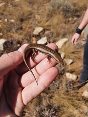 Trachylepis laevigata