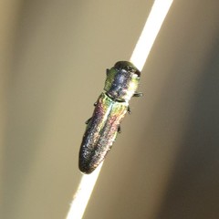 Agrilaxia arizonae