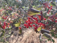 Rhamnus pilosa