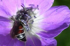 Dioxys cinctus
