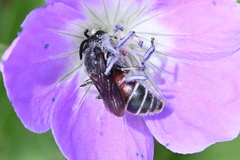 Dioxys cinctus