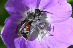 Dioxys cinctus