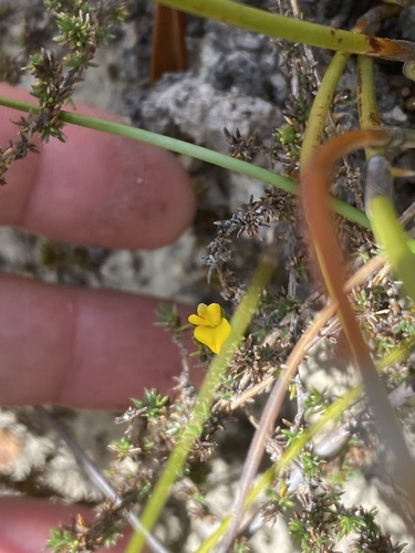 Heartfruit Capegorse (Aspalathus cordicarpa)