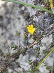 Aspalathus cordicarpa