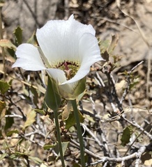 Calochortus ambiguus