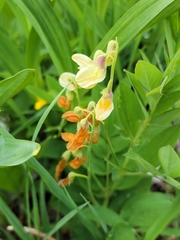 Lathyrus laevigatus