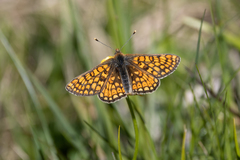 Euphydryas cynthia