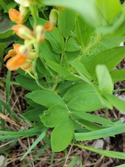 Lathyrus laevigatus
