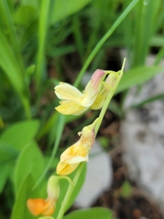 Lathyrus laevigatus
