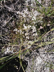 Asperula tephrocarpa