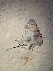 Agama aculeata distanti