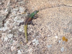 Platysaurus intermedius