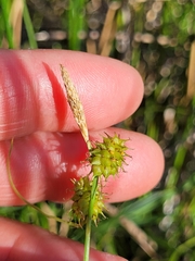 Carex lepidocarpa