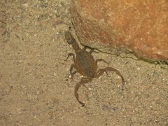 Hottentotta conspersus