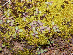 Trichostomum brachydontium