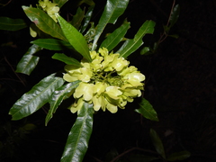 Dodonaea viscosa image