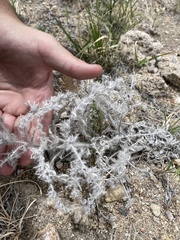 Oreocarya thyrsiflora
