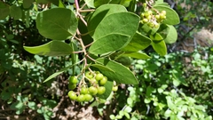 Arctostaphylos patula