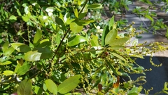Quercus vacciniifolia