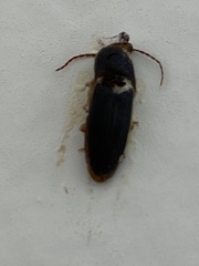 Heteroderes amplicollis